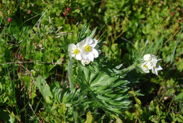 Anemonastrum narcissiflorum